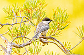 USA, Colorado, Fort Collins. Black-capped chickadee on limb.