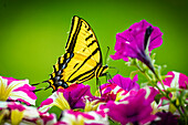 USA, Colorado, Fort Collins. Eastern tiger swallowtail on petunia flowers.