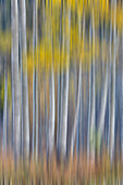 Aspen Grove in glowing golden colors of autumn near Aspen Township, Colorado shown as a vertical pan blur