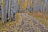 Gefallene Espenblätter im Herbst Keebler Pass, Colorado auf Schotterstraße.