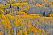 Colorado Rocky Mountains in der Nähe des Keebler Passes Herbstfarben an Espenhainen
