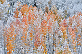 Rocky Mountains, Colorado. Fall Colors of Aspens and fresh snow Keebler Pass