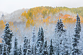 Rocky Mountains, Colorado. Herbstfarben der Espen und frischer Schnee Keebler Pass