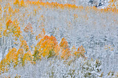 Rocky Mountains, Colorado. Herbstfarben der Espen und frischer Schnee Keebler Pass