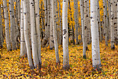 USA, Colorado. Gunnison National Forest, Grove of quaking aspen and forest floor with colorful leaves and foliage, West Elk Mountains.