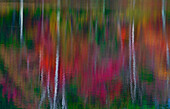 Herbstliche Baumreflexionen im Blackledge-Teich