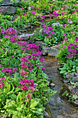 Marsh primrose along small stream. Winterthur Gardens, New Castle County, Delaware