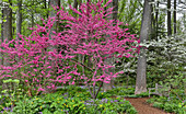 Rotbud-Baum in voller Blüte. Mt. Cuba Garten, Hockessin, Delaware