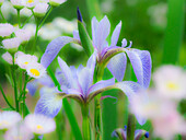 USA, Delaware. Iris and wildflowers.