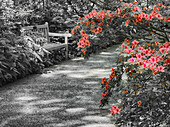 USA, Delaware. Walkway in a garden with azaleas and a park bench.