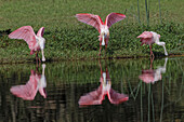 Roseate Spoonbills, Myakka River State Park, Florida