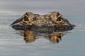 American alligator from eye level with water, Myakka River State Park, Florida