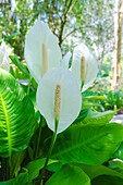 Florida,  Peace Lily