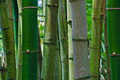 Florida, Bamboo Grove Stämme