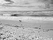 Schwarzer und weißer Strand, Sanibel Island, Florida, USA