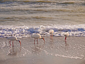 Vögel waten in der Brandung am Strand von Sanibel Island, Florida, USA