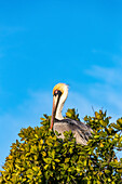 Brown pelican in Ten Thousand Islands National Wildlife Refuge in Everglades National Park, Florida, USA