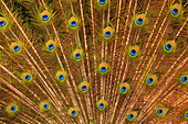 USA, Florida, St. Augustine, Tail feathers of male peacock during breeding season.