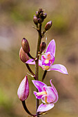 Blühende Pine Pink Orchidee.