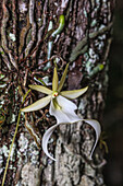 Rare ghost orchid only grows in swamps in South Florida.