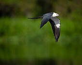 Swallow-tailed kite in flight, Elanoides forficatus, Lake Woodruff National Wildlife Refuge, Florida, USA