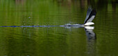 Swallow-tailed coming down to drink or wash lower body, Elanoides forficatus, Lake Woodruff National Wildlife Refuge, Florida, USA