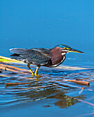 A green Heron paused as he looks for his next meal