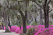 Mit spanischem Moos bedeckte Eichen und blühende Azaleen im Frühling, Bonaventure Cemetery, Savannah, Georgia