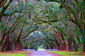 Oak Alley, Wormsloe Plantation, Savannah, Georgia, USA