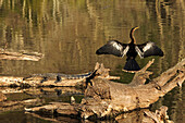 USA, Georgia, Riceboro. Alligator and anhinga sunning on log.