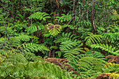 USA, Hawaii, Big Island of Hawaii. Hawaii Volcanoes National Park, Hawaiian tree ferns in tropical forest, Crater Rim Trail.