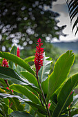 Alpinia purpurata, Hanalei, Hawaii, Kauai, Roter Ingwer