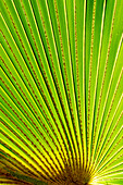 Palm frond in Na `Aina Kai Botanical Gardens and Sculpture Park, Kauai, Hawaii.