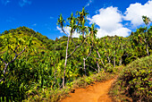 Lush vegetation along the Kalalau Trail on the Na Pali Coast, Island of Kauai, Hawaii, USA