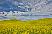 Large field of canola on the Washington State and Idaho border near Estes, Idaho