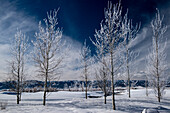 USA. Idaho. Winter landscape of frosted aspen trees, Teton Valley, Driggs, Idaho