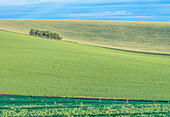 Idaho, Latah County. Spring farm fields