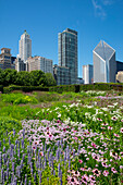 Lurie Garden im Millennium Park, Chicago, mit der Skyline der Michigan Avenue