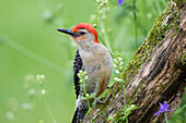 Red-bellied Woodpecker (Melanerpes carolinus) male in flower garden, Marion County, Illinois