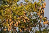 Monarchfalter (Danus plexippus) auf einem Schlafplatz in der Eastern Red Cedar (Juniperus virginiana) Prairie Ridge State Natural Area, Marion County, Illinois