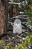 Great Gray Owl (Strix nebulosa) Yellowstone National Park, Wyoming
