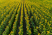 Aerial view of sunflower field Sam Parr State Park, Jasper County, Illinois.