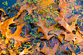 Fallen Fall foliage in pond among aquatic plants