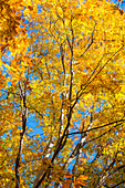 Sunlight filtering through colorful Fall foliage