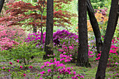 Azaleen und japanische Ahornbäume im Azalea Path Arboretum & Botanical Gardens, Hazleton, Indiana