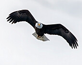 Bald eagle soring high looking for prey.