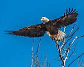 Bald Eagle launching from tree.