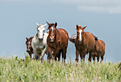 Wild horses in the Kansas Flint Hills