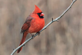 Männlicher Kardinal im Winter, Kardinalkardinäle, Kentucky