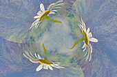 Oxeye Daisy Komposit mit strukturiertem Hintergrund